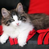 Imeros - 10 weeks