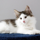 Ixos - 10 weeks