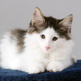 Ixos - 10 weeks