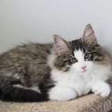 Imeros - 12 weeks