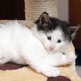Ixos - 5 weeks
