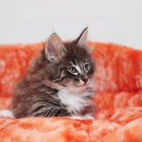 Irineo - 7 weeks