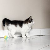 Ixos - 9 weeks