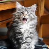 Lavinia - 14 weeks