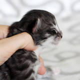 Lavinia - 1 week old