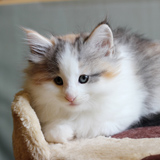 Liliosa - 7 weeks