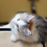 Liliosa - 8 weeks