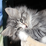 Livenza - 8 weeks