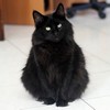 Gatina, 8 ans