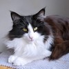 Umika, 11 months old