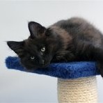 Gatina Asha - 10 semaines