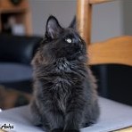 Gatina Asha - 11 semaines