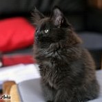 Gatina Asha - 11 semaines