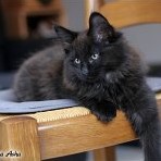Gatina Asha - 11 semaines