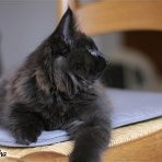 Gatina Asha - 11 semaines