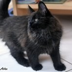 Gatina Asha - 11 semaines