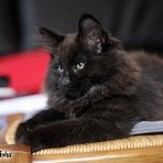 Gatina Asha - 11 semaines