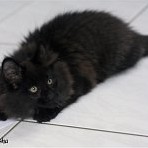 Gatina Asha - 12 semaines