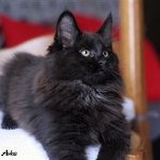 Gatina Asha - 12 semaines