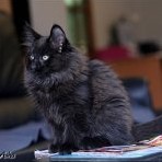 Gatina Asha - 12 semaines