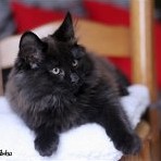 Gatina Asha - 12 semaines