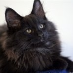 Gatina Asha - 12 semaines