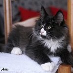 Gavriki Asha - 12 semaines