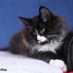 Gavriki Asha - 12 semaines