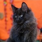 Gatina Asha - 13 semaines