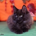 Gatina Asha - 13 semaines
