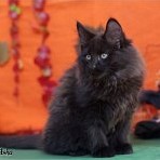 Gatina Asha - 13 semaines