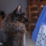 Gatina Asha - 14 semaines