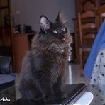 Gatina Asha - 14 semaines