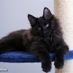 Gatina Asha - 14 semaines