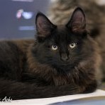 Gatina Asha - 15 semaines