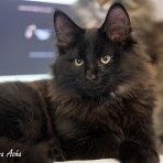 Gatina Asha - 15 semaines