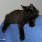 Gatina Asha - 15 semaines