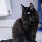 Gatina Asha - 15 semaines