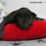 Galinska Asha - 1 semaine