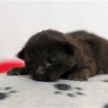 Gatina Asha - 1 semaine