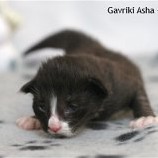 Gavriki Asha - 1 semaine
