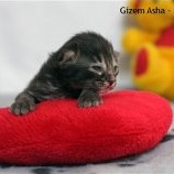 Geb Asha - 1 semaine