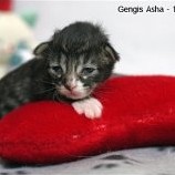 Gengis Asha - 1 semaine