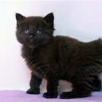 Gatina Asha - 4 semaines