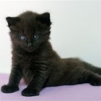 Gatina Asha - 4 semaines