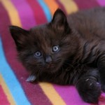 Gatina Asha - 5 semaines