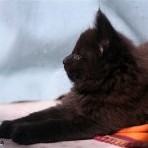Gatina Asha - 6 semaines