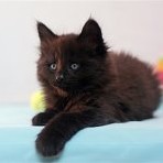 Gatina Asha - 6 semaines