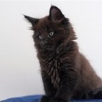 Gatina Asha - 7 semaines