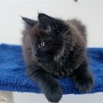 Gatina Asha - 8 semaines
